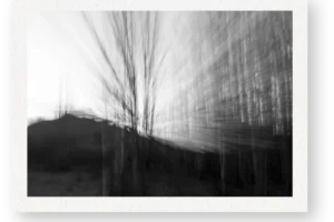 Katherine-Hamilton-Blanco-Trees-Portal-No 2 Katherine-Hamilton-Blanco-Trees-Portal-No 2